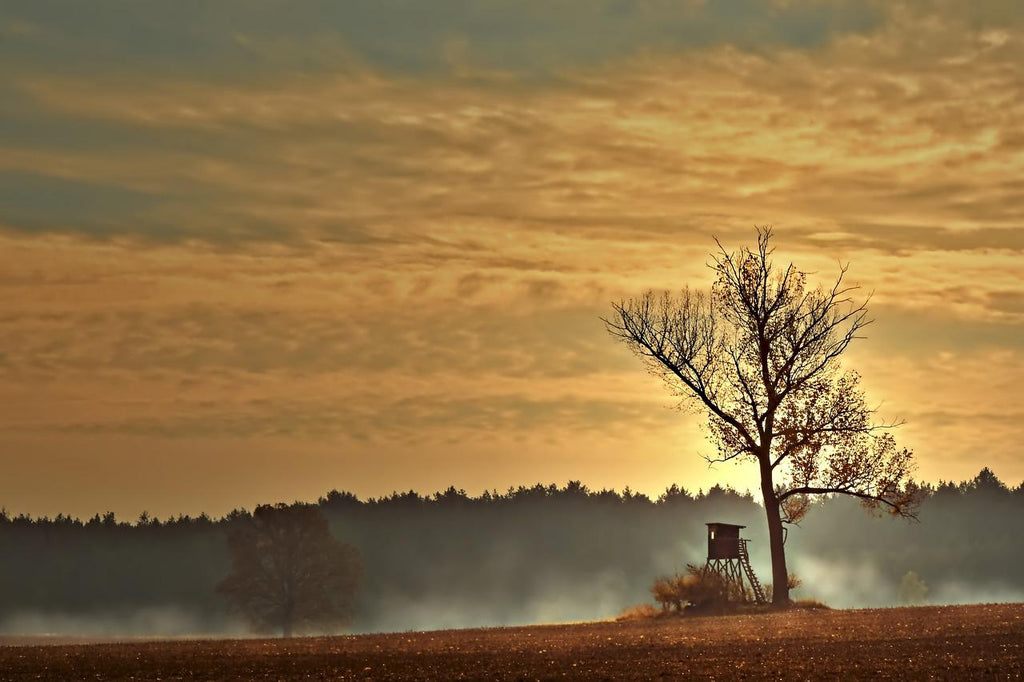 Paysage de campagne en levé de soleil dans la brume, une cabane de chasse adossée à un arbre