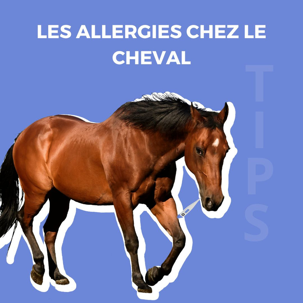 TIPS : Les allergies du printemps chez le cheval