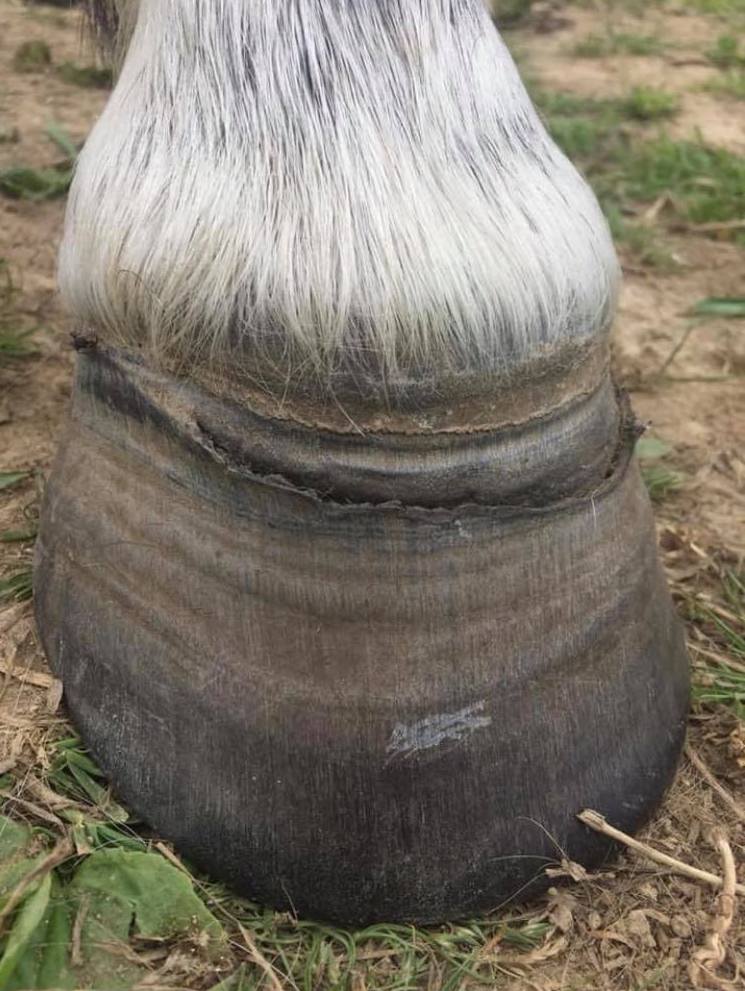 Sabot d'un cheval présentant une déformation de la boite cornée due à une ancienne fourbure