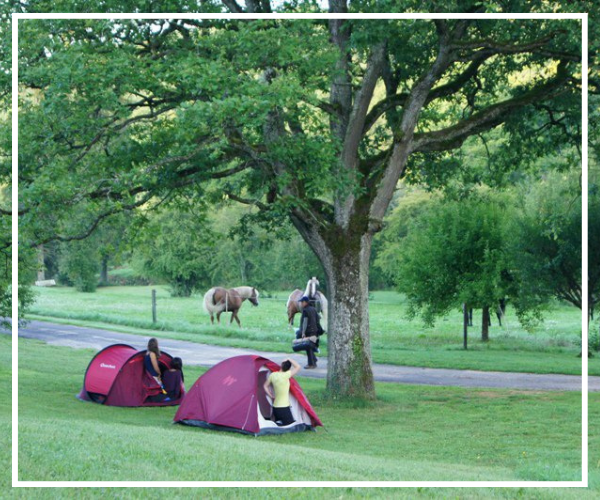 Tentes de camping installées sur une pelouse sous un arbre avec des chevaux dans un pré en second plan