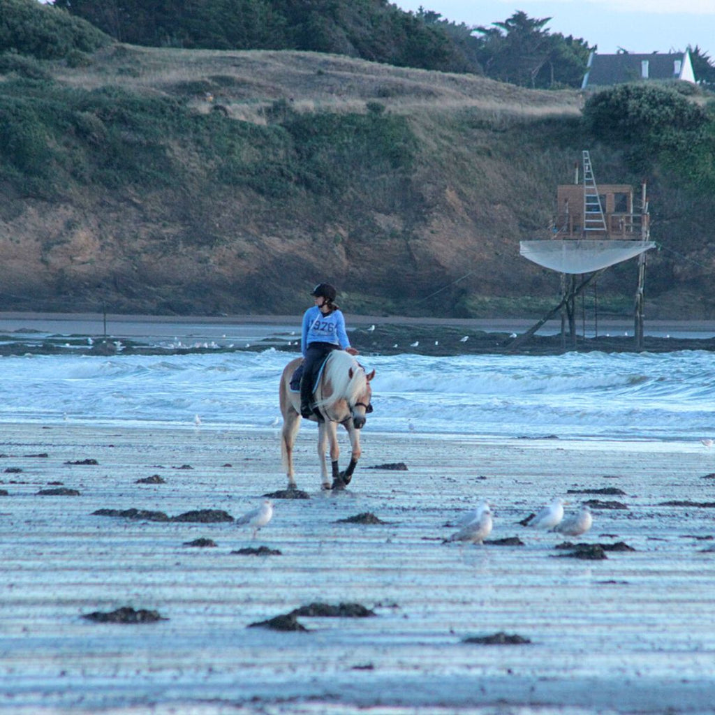 Cavalière sur un cheval haflinger marchant sur la plage croisant des mouettes
