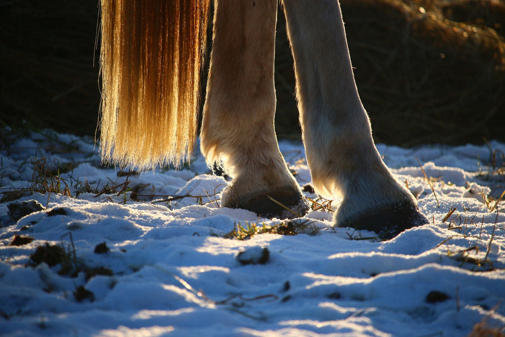 Bas des membres postérieurs d'un cheval dans la neige, des rayons de soleil éclairant les crins de la queue
