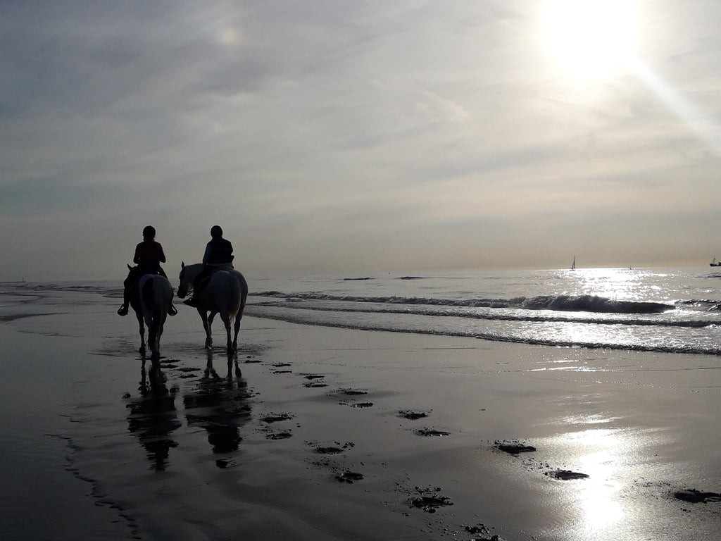 Chevaux et cavaliers sur la plage 