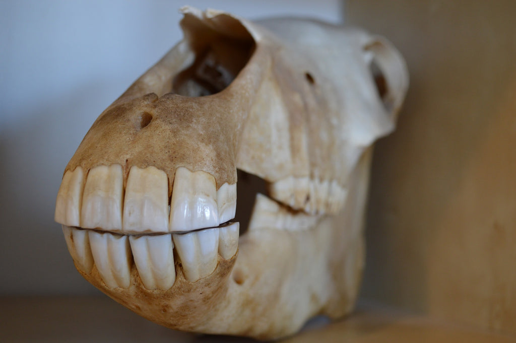 Crâne d'un cheval avec ses dents