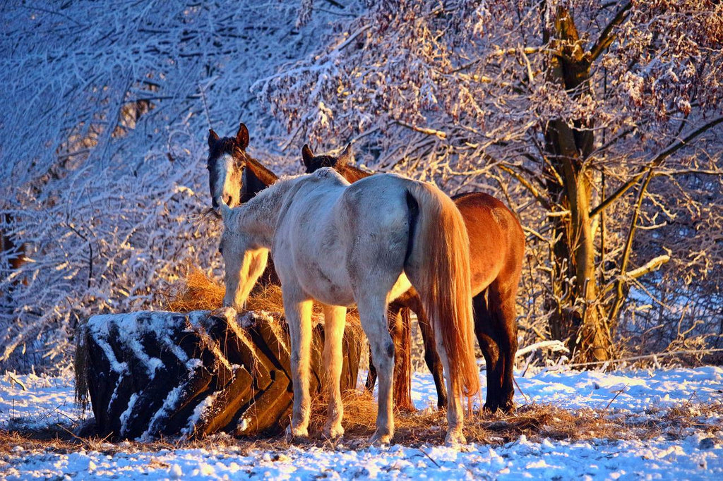 Trois chevaux dans la neige mangeant du foin disposé dans un gros pneu de tracteur couché en guise de ratelier